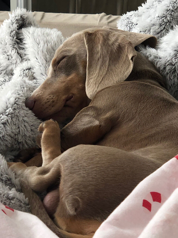 Dachhound 10 month old boy
