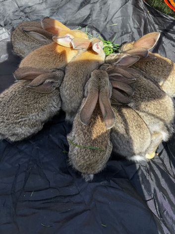 Giant Rabbits