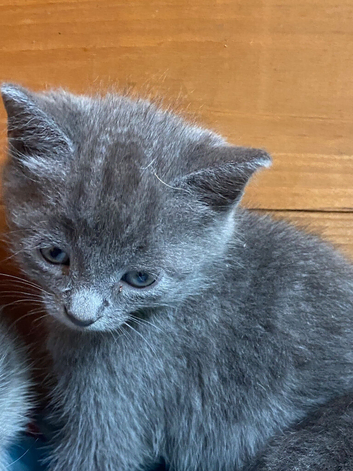 grey kittens ( ready now) PLEASE CHECK LOCATION