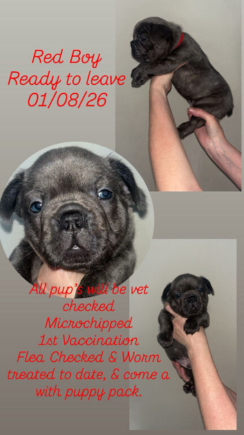 3 Beautiful Male French Bulldog Puppies Remaining