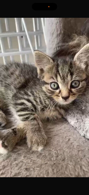 Kitten