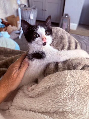 Beautiful little kittens READY NOW