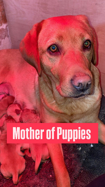 ONLY 1 LEFT Foxred X Golden Labrador puppies