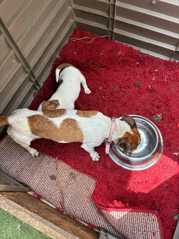 Jack Russell puppies