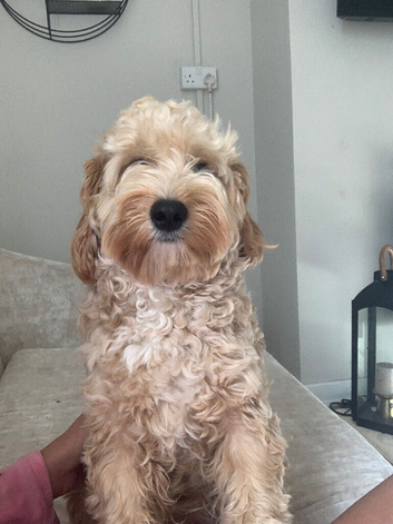 1 year old boy