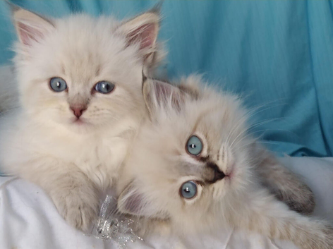 Pure Siberian Kittens For Sale