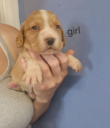 Cocker spaniel puppies for sale.
