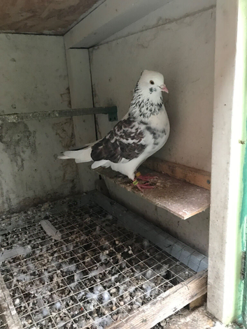 Iranian pigeon for sale