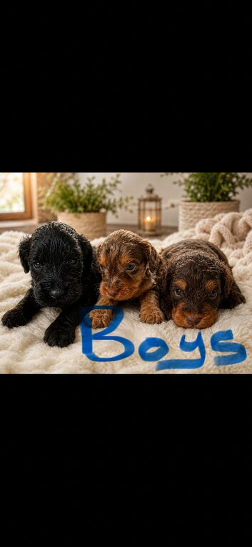F1b toy cockapoo boy and girls