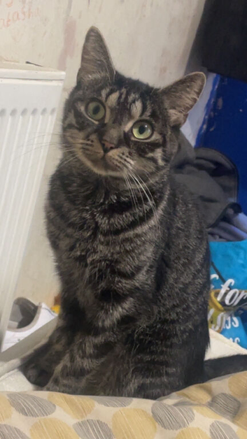 2 year old female cat