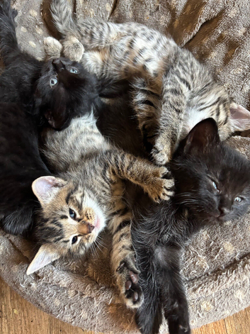 7 beautiful kittens ready in 3 weeks boys and girls available