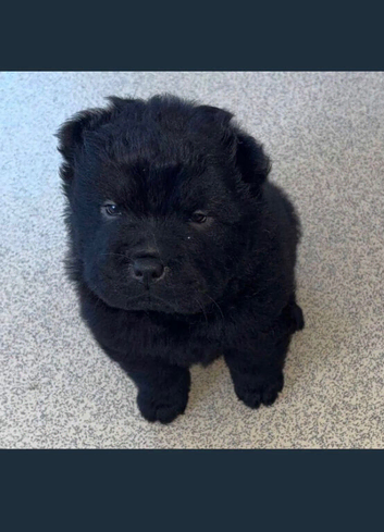 Chow chow puppies