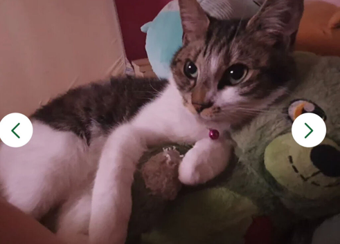 Tiny,  shorthair cat