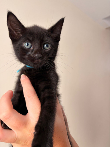 KITTENS LOOKING FOR THEIR FOREVER HOMES