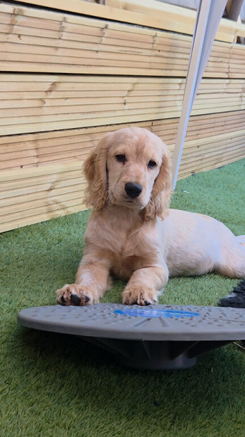 Cocker spaniels puppies 2 boys left.