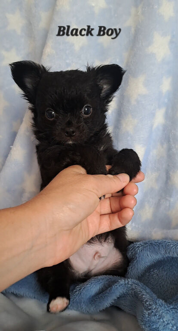 Long Coat Chihuahua puppies