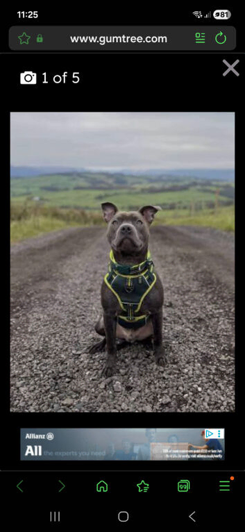 Blue Staffordshire bull terrier for sale 15 months old
