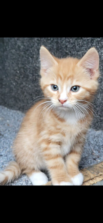 Beautiful kitten looking good a home