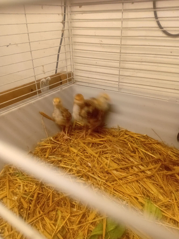 Rhode island red chicks