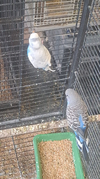 Colour Budgies