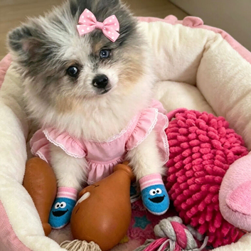 2 Mini Pom Star Left