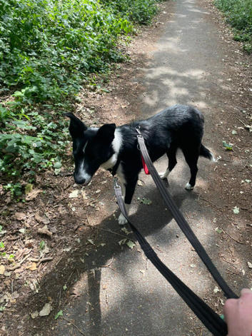 2 year Old Border Collie for sale