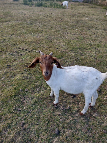 Boar Goats For Sale