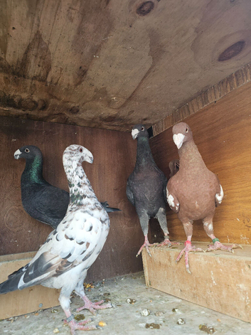 Pigeons