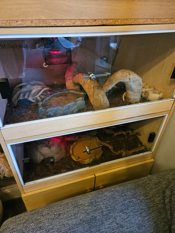 Royal Ball pythons