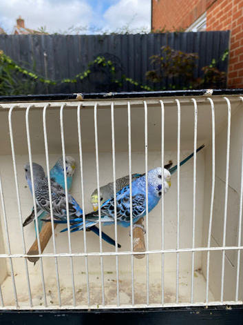 Baby budgies