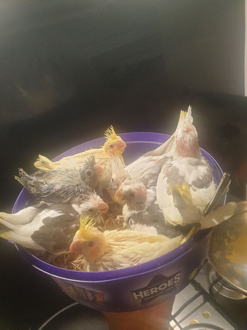 4 reserved Hand reared baby cockatiels available