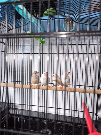 2 Pairs Zebra Finch