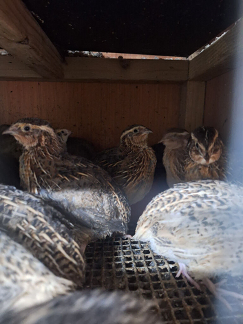 Jumbo Coturnix quail  forsale