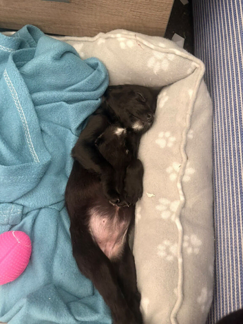 Welsh Collie X Whippet - 10 Weeks Old