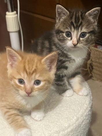 6 week old kittens