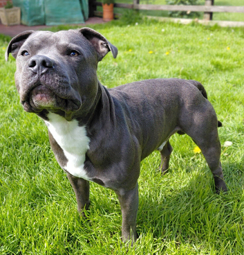KC registered blue staffy available for stud