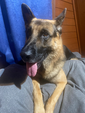 German Shepherd dog for stud