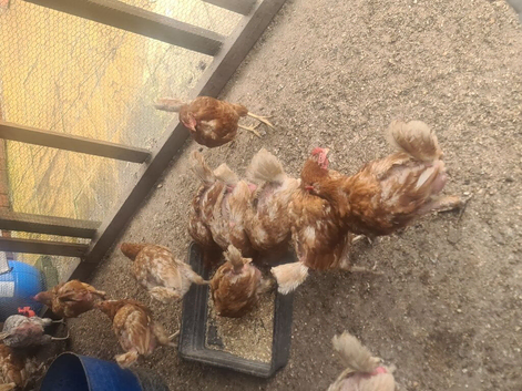 hi  chicken 4 sale