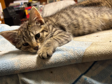 Tabby kittens for sale