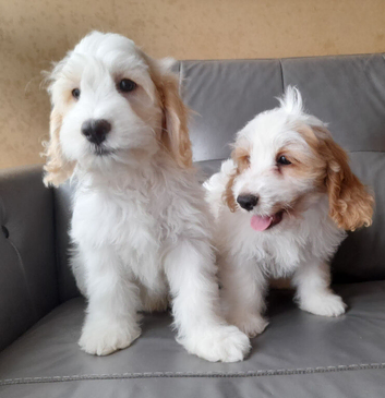 COCK-A-CHON puppies for sale