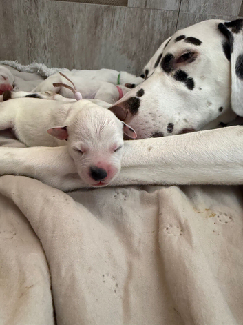 Dalmatian puppies available