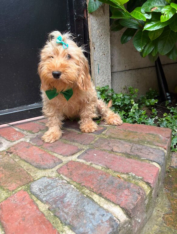 Boris, the cockapoo