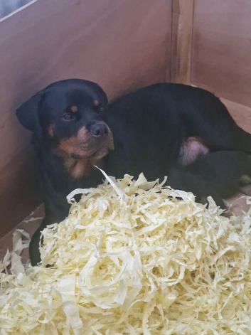 Rottweiler puppies ready to leave mum on the 16th October