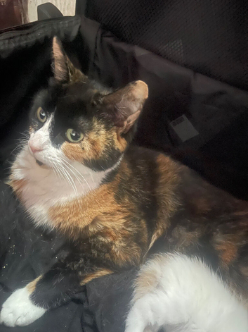 3 beautiful kittens looking for forever home