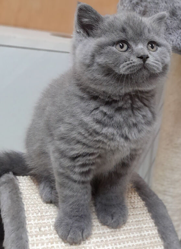 STUNNING BSH BLUE BOY GCCF KITTENS