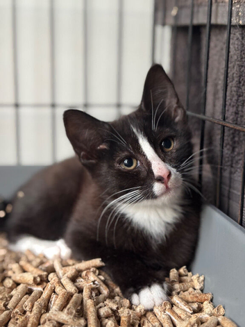 Kitten