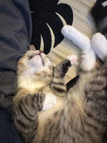 3 months old cat