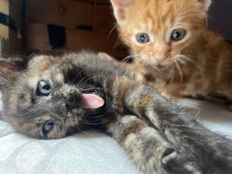 HAND REARD KITTENS READY IN LESS THAN 2 WEEKS