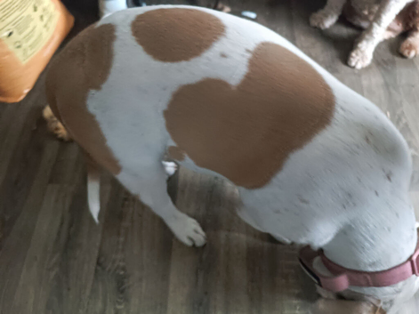 American bully