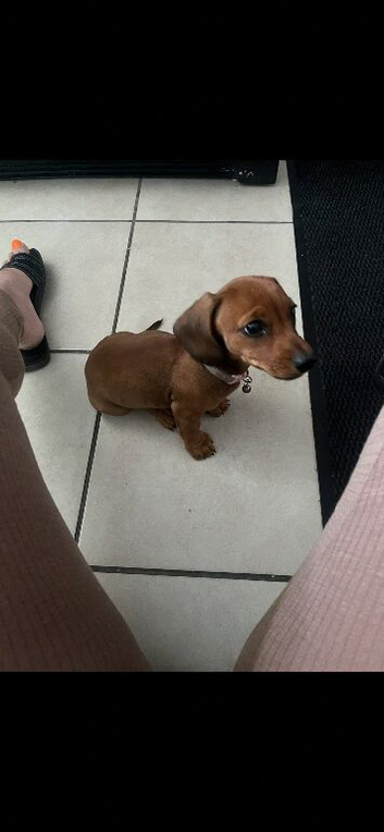 X1 girl miniature Dachshund